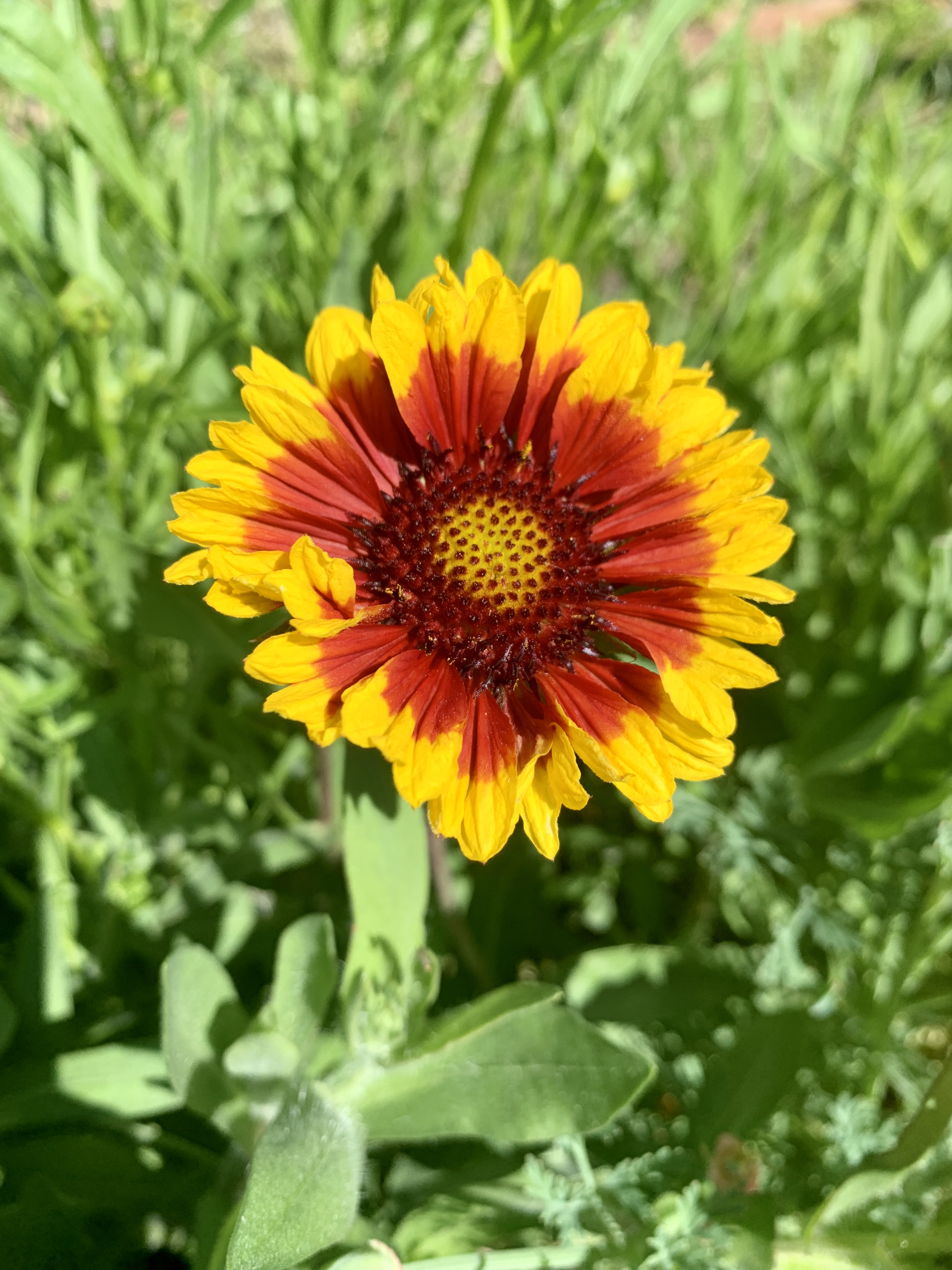 Garden Update
